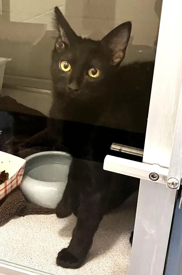 A baby medium-sized male Domestic Short Hair cat named Everest for adoption in Stratham, NH