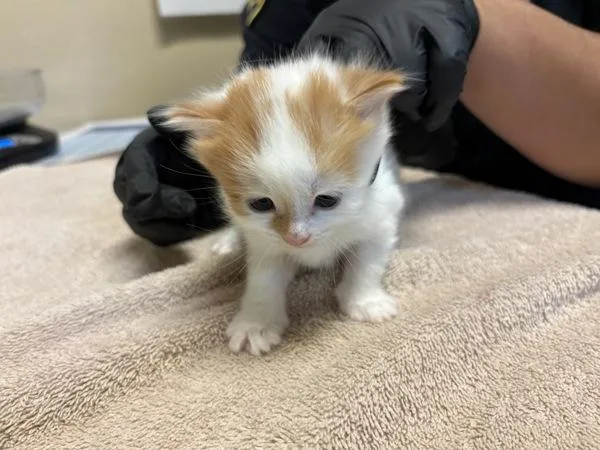 A baby small-sized female Domestic Short Hair cat named Starlite for adoption in Oceanside, CA