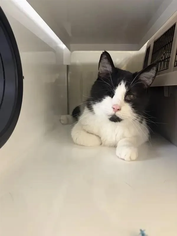A senior medium-sized male Domestic Short Hair cat named Jaws for adoption in Saint Paul, MN