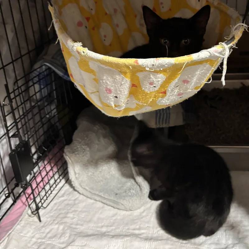 A baby small-sized male Black Domestic Short Hair cat named Tabasco for adoption in Pittsburgh, PA