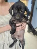 A baby medium-sized male Labrador Retriever dog named Luke Dunphy for adoption in Alpharetta, GA