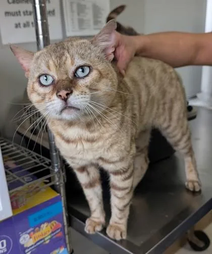 An adult large-sized male Bengal cat named Teddy for adoption in Taylorsville, NC