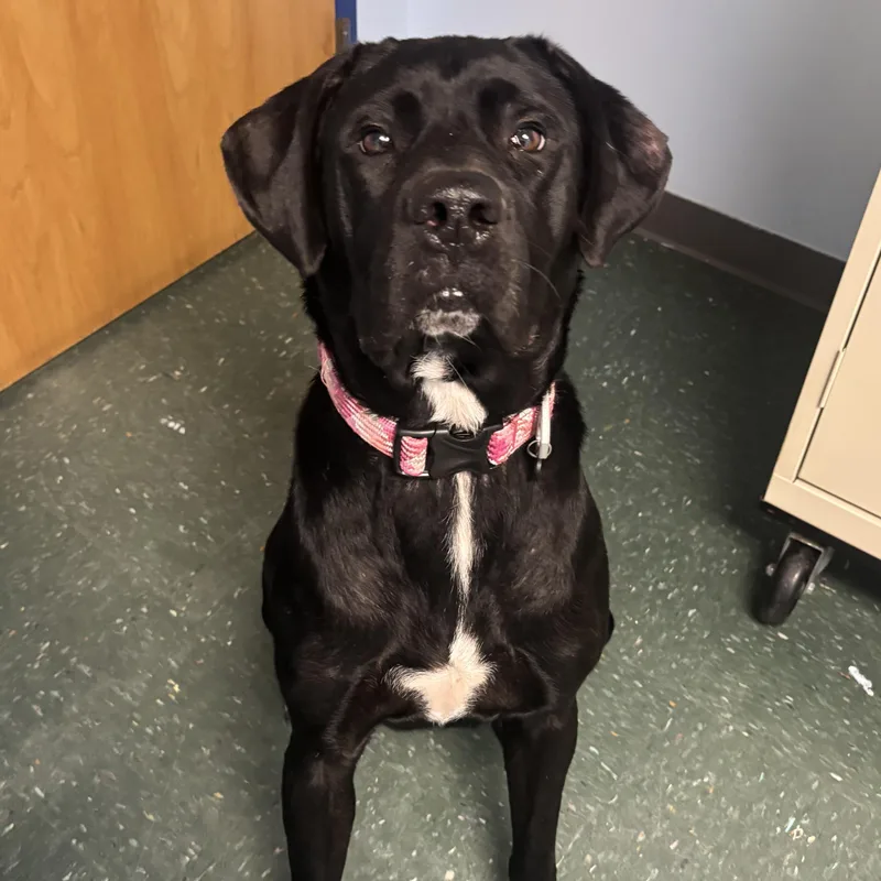 A young large-sized female Black Labrador Retriever dog named Ember for adoption in Waynesburg, PA
