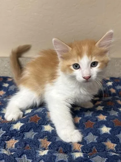 A young small-sized male Domestic Medium Hair cat named Luther for adoption in Phoenix, AZ