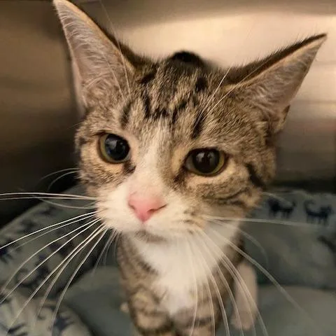 A baby small-sized male White Domestic Short Hair cat named Fridge for adoption in Dayton, OH