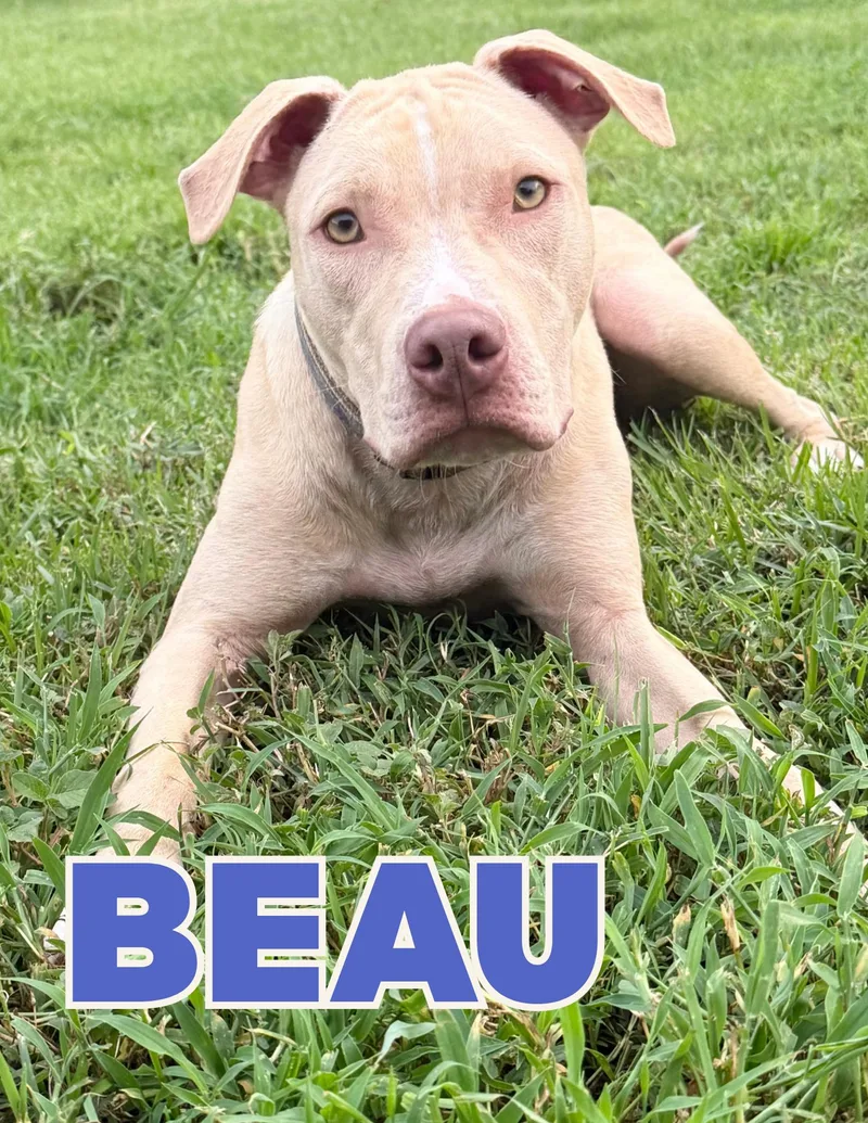 A young medium-sized male Apricot / Beige Mixed Breed dog named Beau for adoption in Shalimar, FL