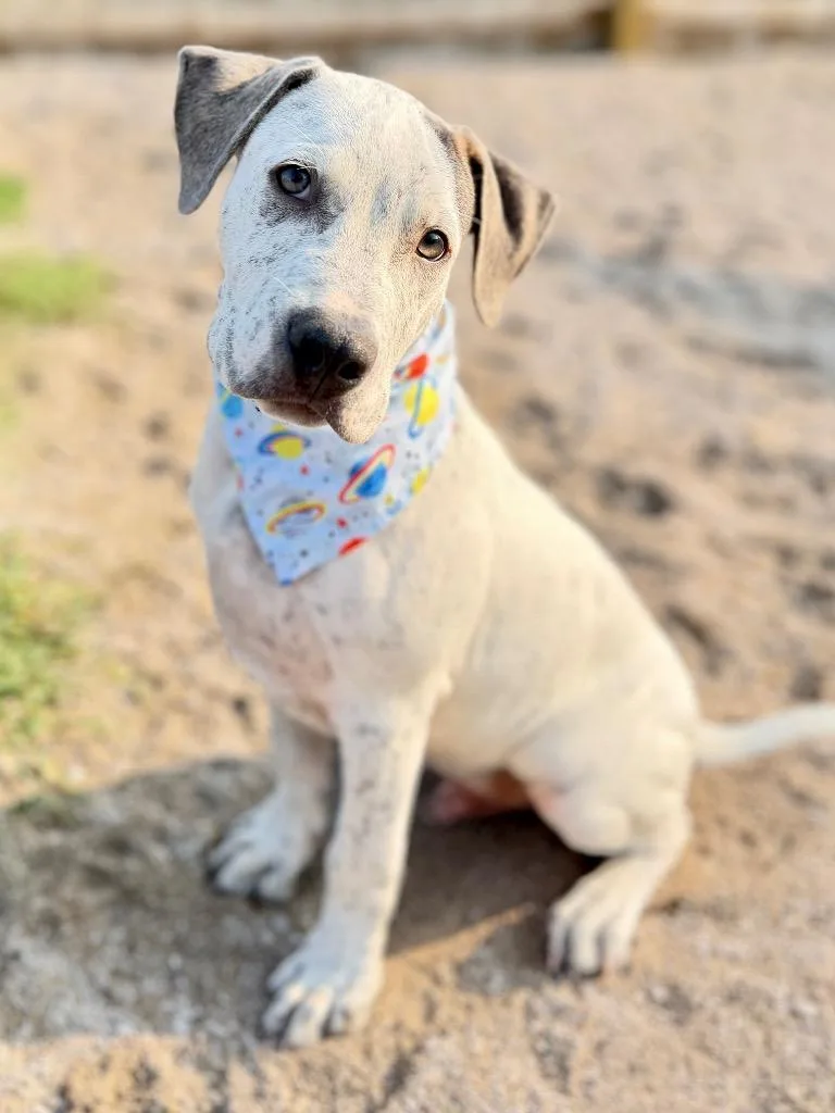 A baby medium-sized male Mixed Breed dog named Basil for adoption in Muskegon, MI