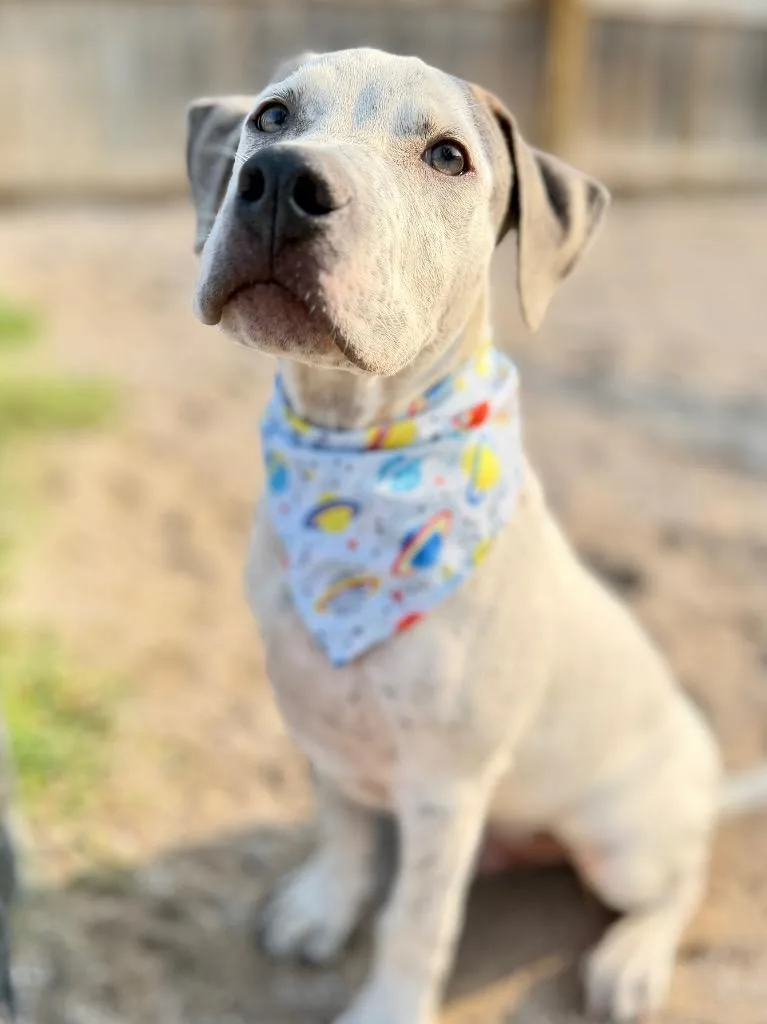 Basil thumbnail 4