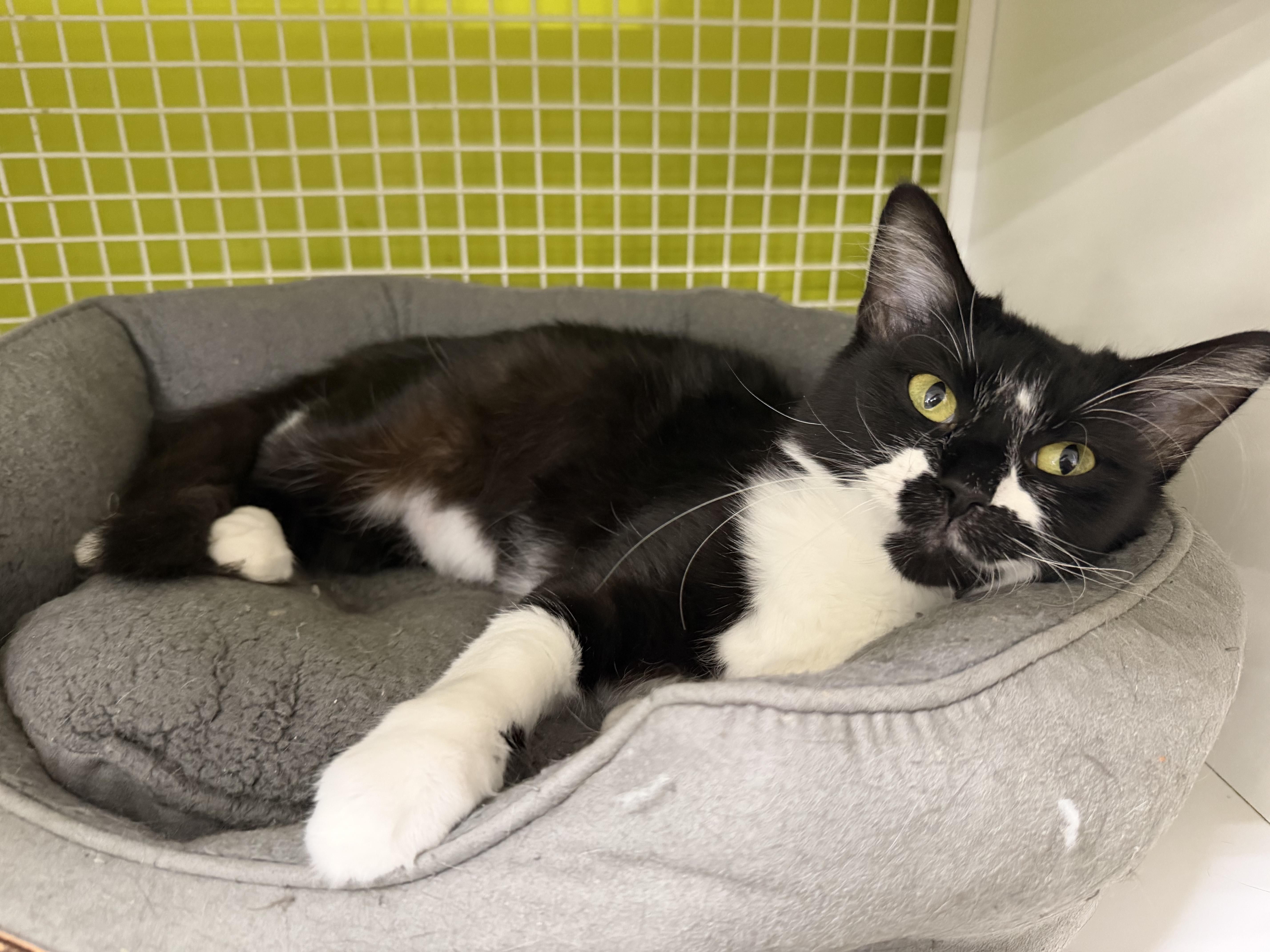A young large-sized female Domestic Medium Hair cat named Gordita for adoption in Fort Worth, TX