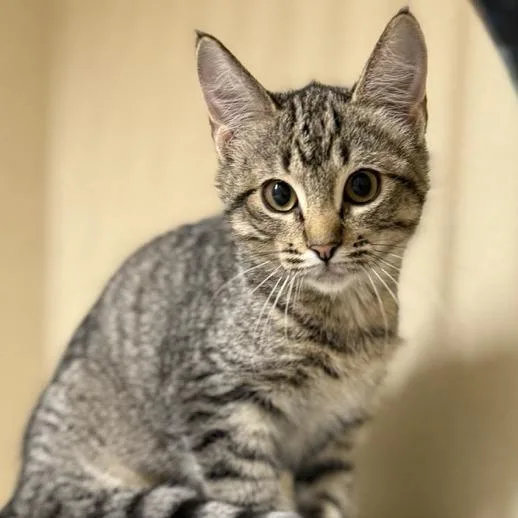 A baby small-sized female Brown / Chocolate Domestic Short Hair cat named Jade for adoption in Colorado Springs, CO