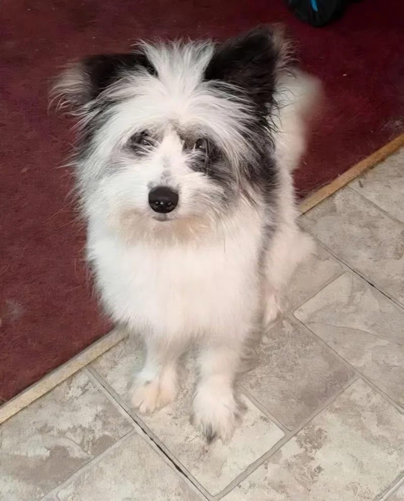 An adult small-sized male Terrier dog named Scruffy Sam for adoption in Racine, WI