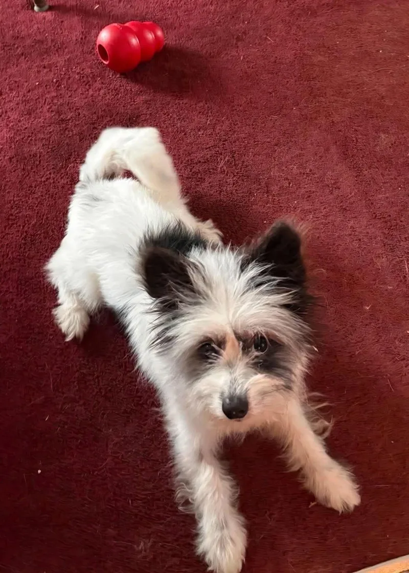 Scruffy Sam thumbnail 2