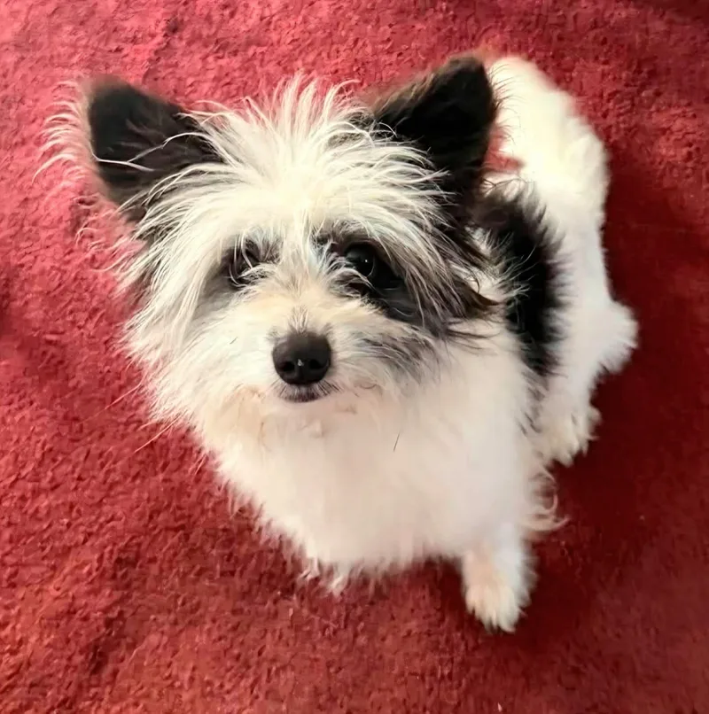 Scruffy Sam thumbnail 3