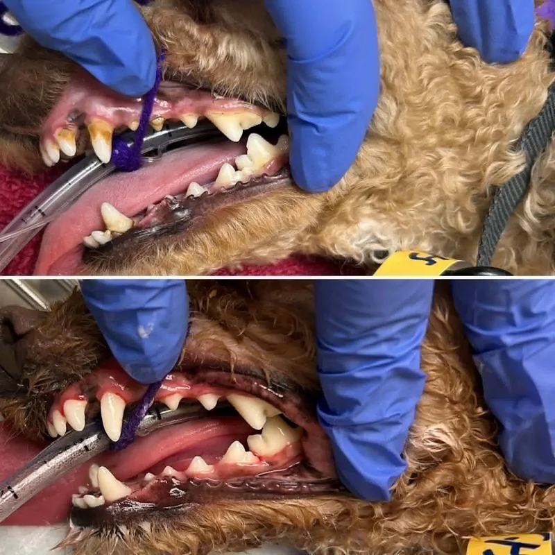 Copper! Dogcat Friendly! thumbnail 2