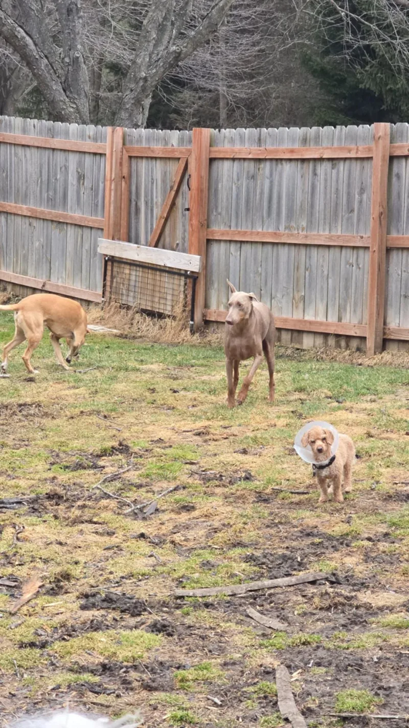 Copper! Dogcat Friendly! thumbnail 4