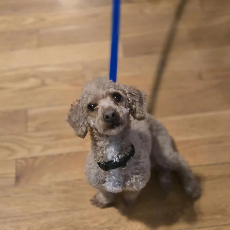 Copper! Dogcat Friendly! thumbnail 5