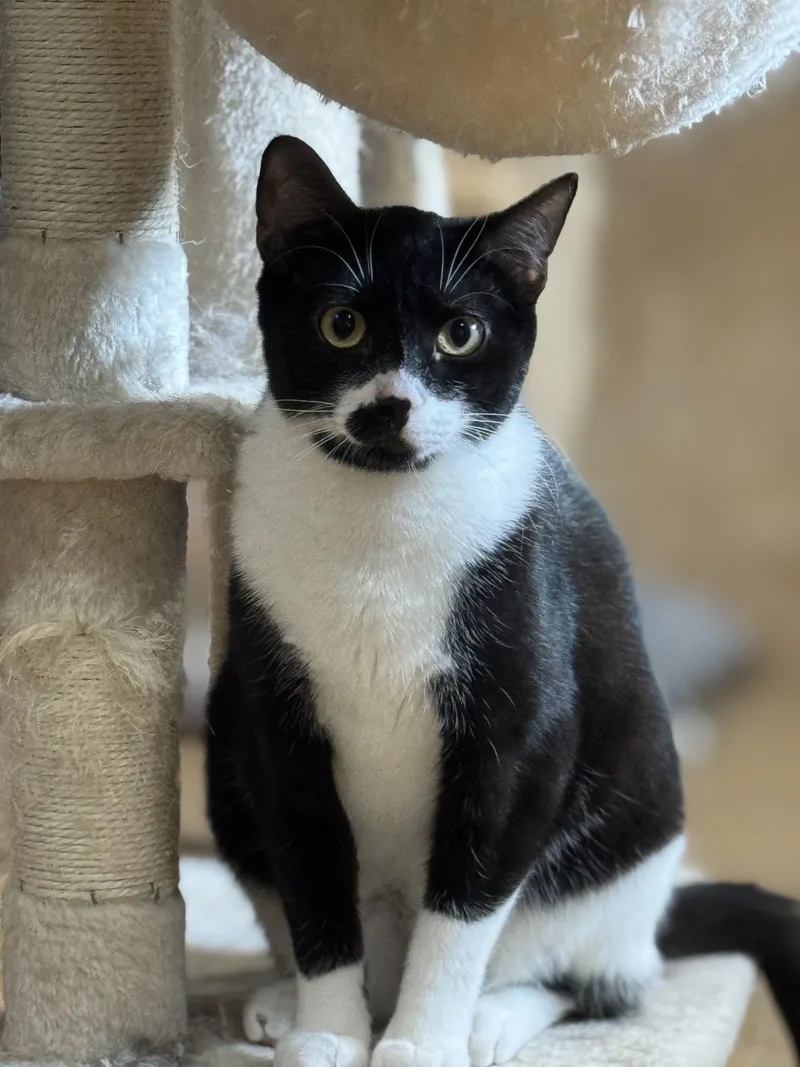 A young medium-sized female Black & White / Tuxedo Domestic Short Hair cat named Natasha for adoption in Rochester, NY