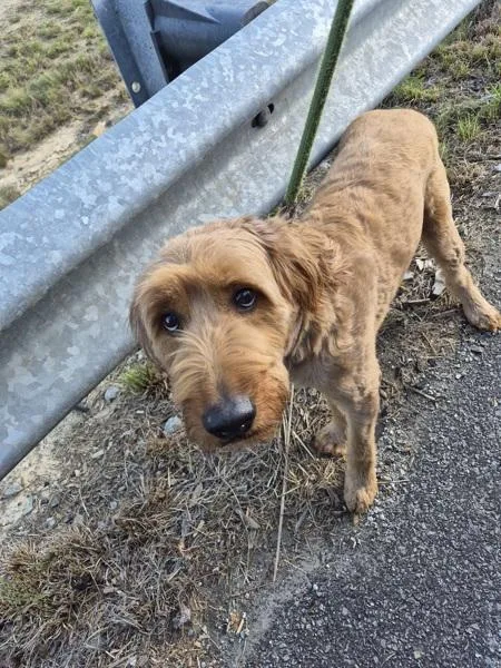 An adult medium-sized female Labradoodle dog named Pen Daisy Mae for adoption in Lawrenceville, GA