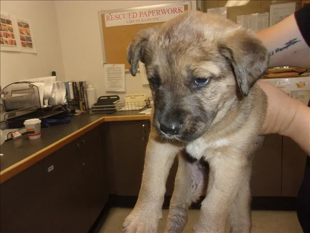 A baby small-sized male German Shepherd Dog dog named Gerald for adoption in Van Nuys, CA