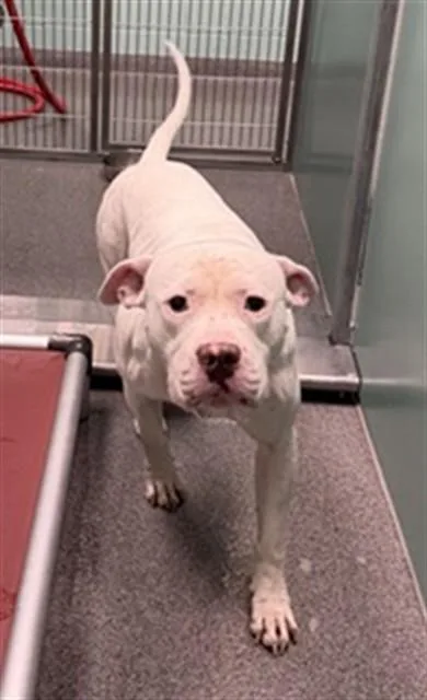 A young large-sized male American Staffordshire Terrier dog named Charles for adoption in Kalamazoo, MI