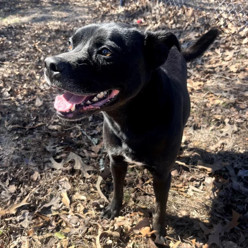 An adult medium-sized male Mixed Breed dog named Obi for adoption in Lufkin, TX
