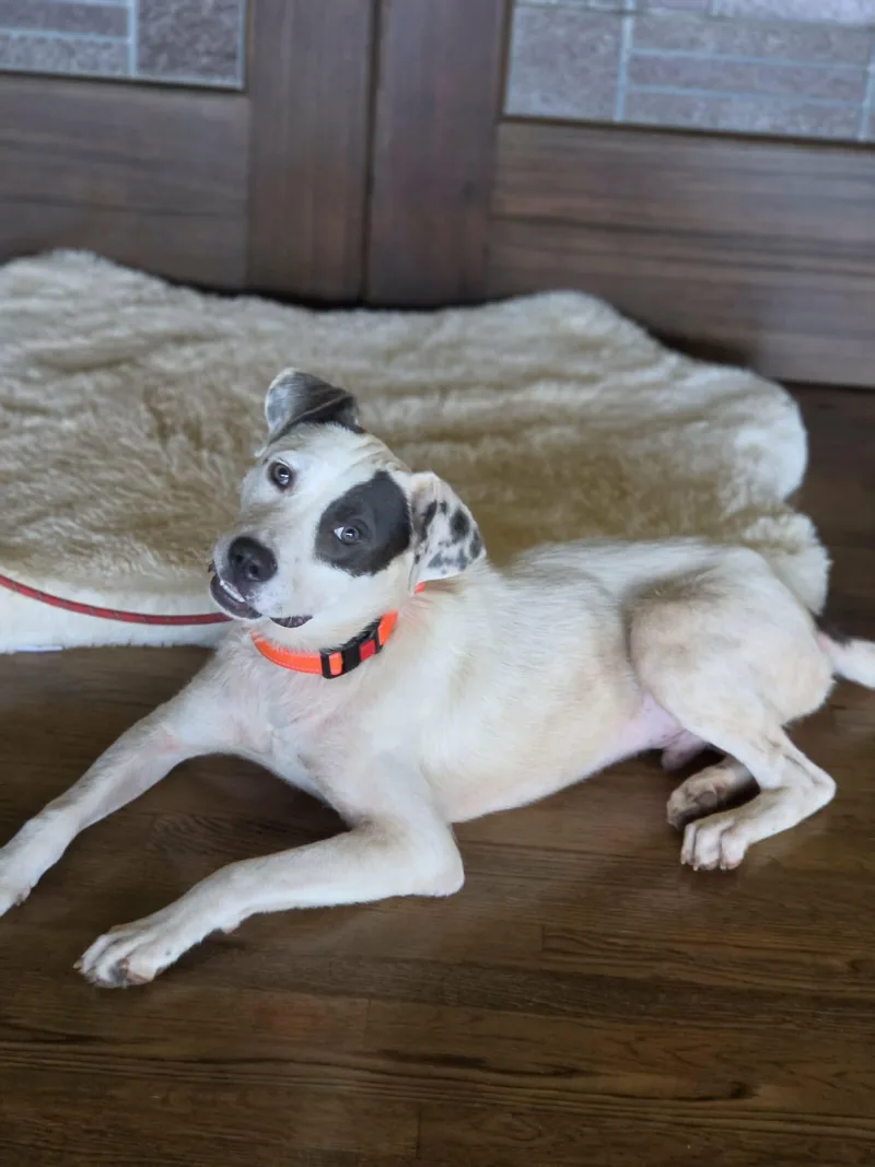 A young medium-sized male White / Cream Labrador Retriever dog named Mick Wagger for adoption in Boerne, TX