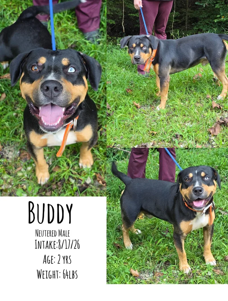 An adult large-sized male American Staffordshire Terrier dog named Buddy for adoption in Staffordsville, KY