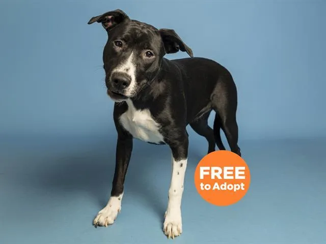 A young medium-sized female Labrador Retriever dog named Besito for adoption in Phoenix, AZ