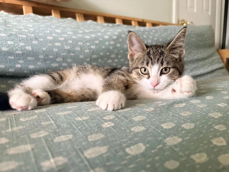 A baby medium-sized female Domestic Short Hair cat named Fraya for adoption in Walled Lake, MI