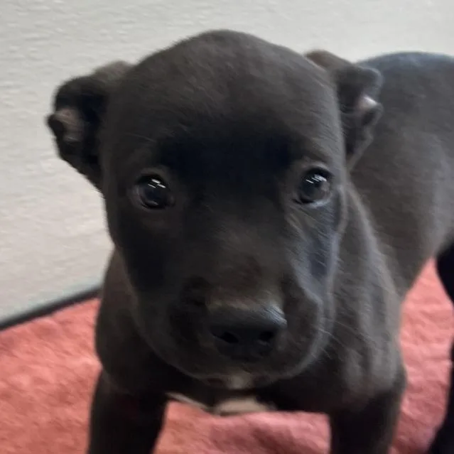 A baby medium-sized male Black Mixed Breed dog named Braeburn for adoption in Las Cruces, NM
