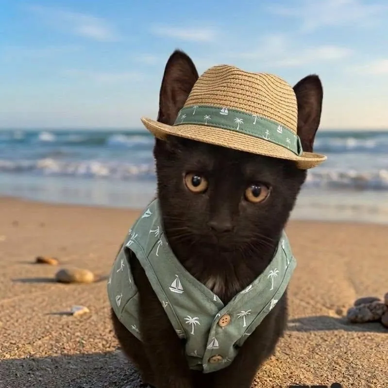 A baby medium-sized male Black Domestic Short Hair cat named Keith for adoption in Catasauqua, PA