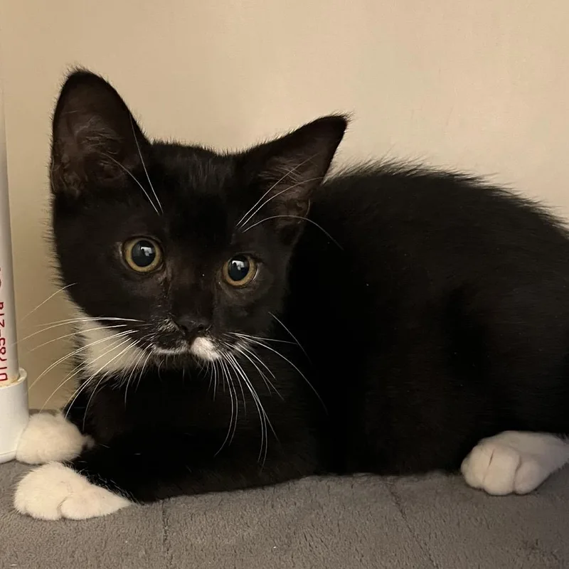 A baby small-sized male Domestic Short Hair cat named Orion for adoption in Cumming, GA