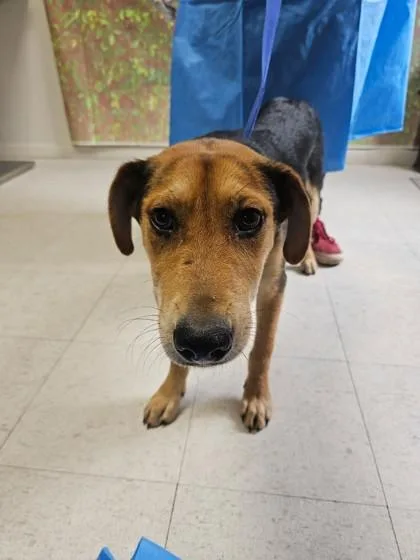 An adult medium-sized male Shepherd dog named Crush for adoption in San Antonio, TX