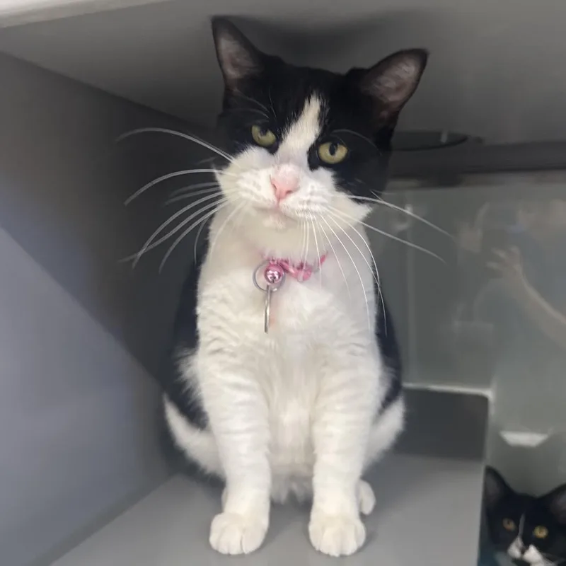 An adult small-sized female Black Domestic Short Hair cat named G Sugarbee for adoption in Port Washington, NY
