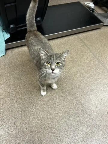 An adult medium-sized female Tabby (Gray / Blue / Silver) Domestic Short Hair cat named Margaret for adoption in Chambersburg, PA