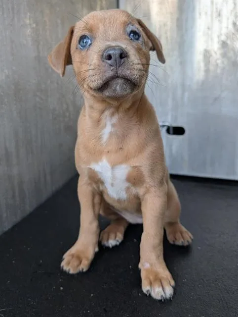 A baby medium-sized female Pit Bull Terrier dog named Hazel for adoption in San Antonio, TX