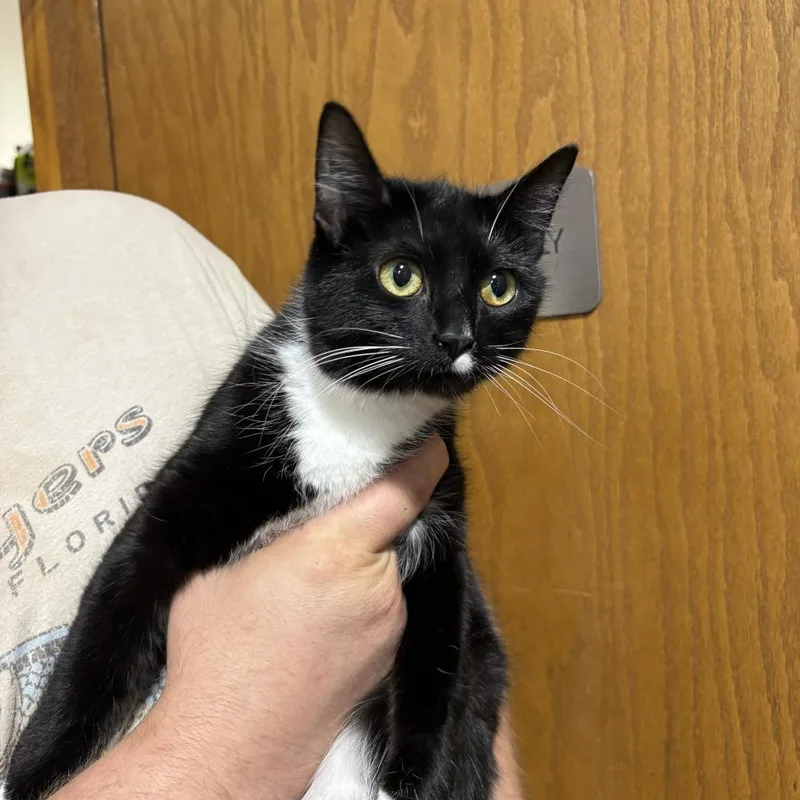 A young medium-sized female Black Domestic Short Hair cat named Dayquil for adoption in St. Paul, MN