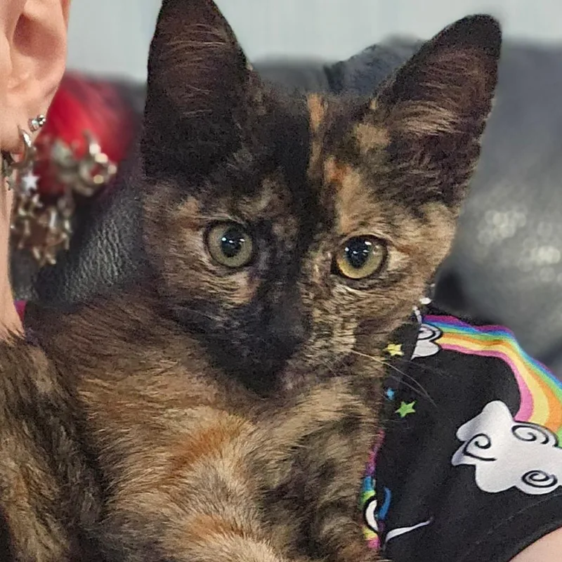 A baby small-sized female Tortoiseshell Domestic Short Hair cat named Surprise for adoption in Clarksville, AR