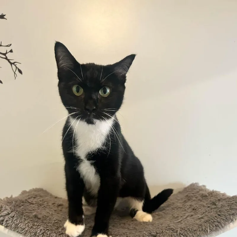 A young medium-sized female Black & White / Tuxedo Domestic Short Hair cat named Twila for adoption in Monroe, NC