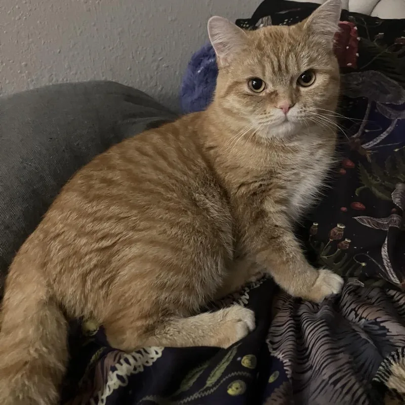 A young medium-sized male Orange / Red British Shorthair cat named Smoosh for adoption in Freeport, FL