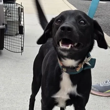 An adult medium-sized male Mixed Breed dog named Dew for adoption in Voorhees, NJ