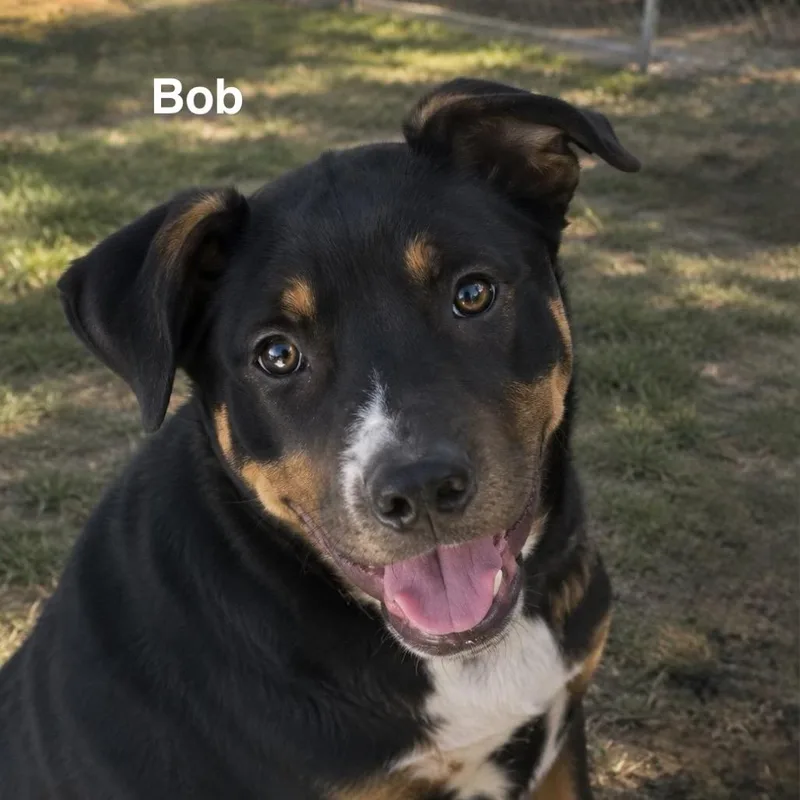 A baby medium-sized male Black Mixed Breed dog named Bob for adoption in Hemet, CA