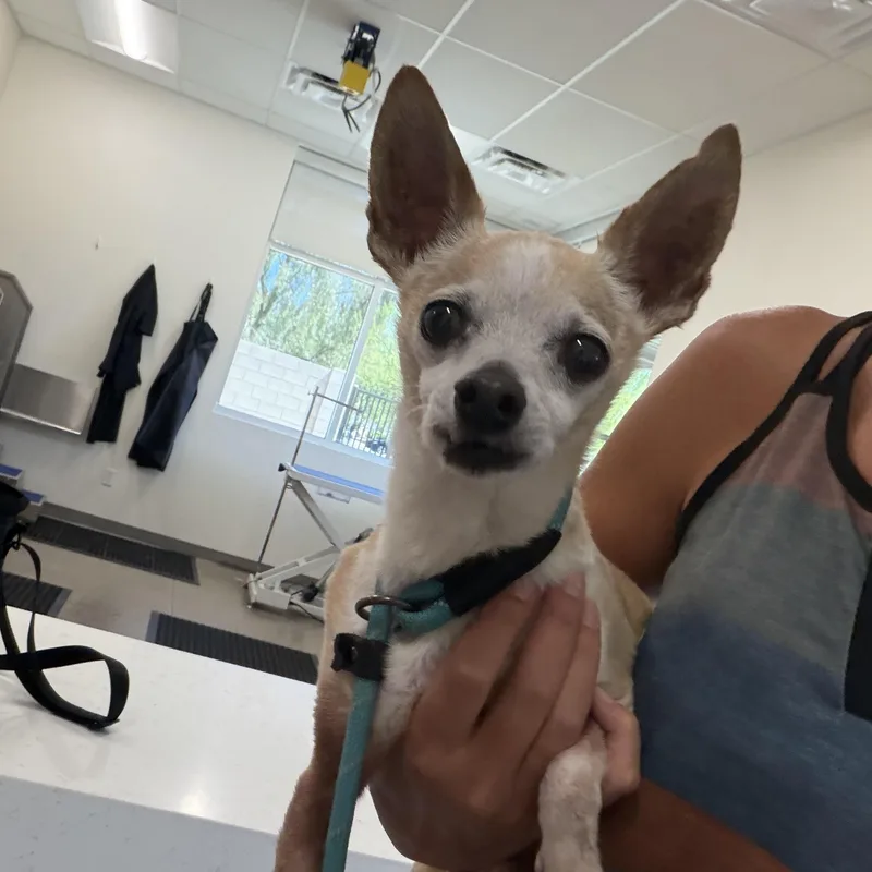 An adult small-sized male Yellow / Tan / Blond / Fawn Chihuahua dog named Gordon for adoption in Phoenix, AZ