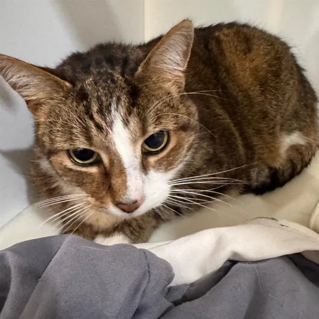 An adult medium-sized male Domestic Short Hair cat named Ollie for adoption in Centerville, MA