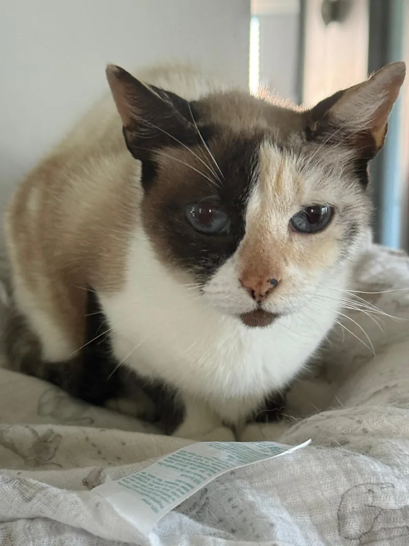 A young medium-sized female Calico Domestic Short Hair cat named Frozen for adoption in Franklin, MA