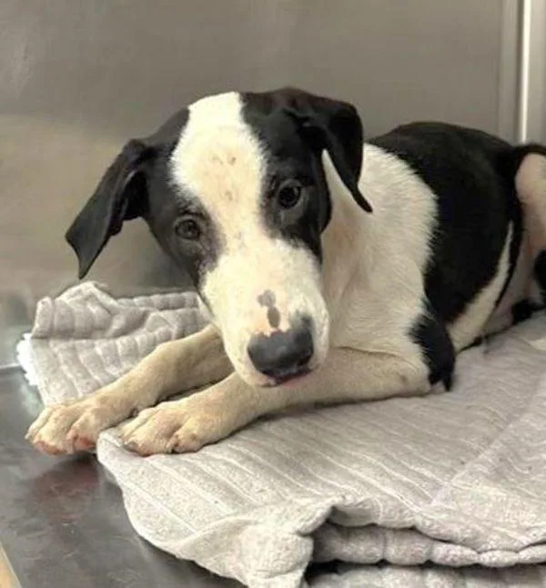 A young medium-sized female Labrador Retriever dog named Paz for adoption in Austin, TX