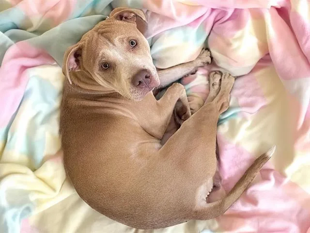 An adult large-sized male Carolina Dog dog named Carlos for adoption in Tulsa, OK