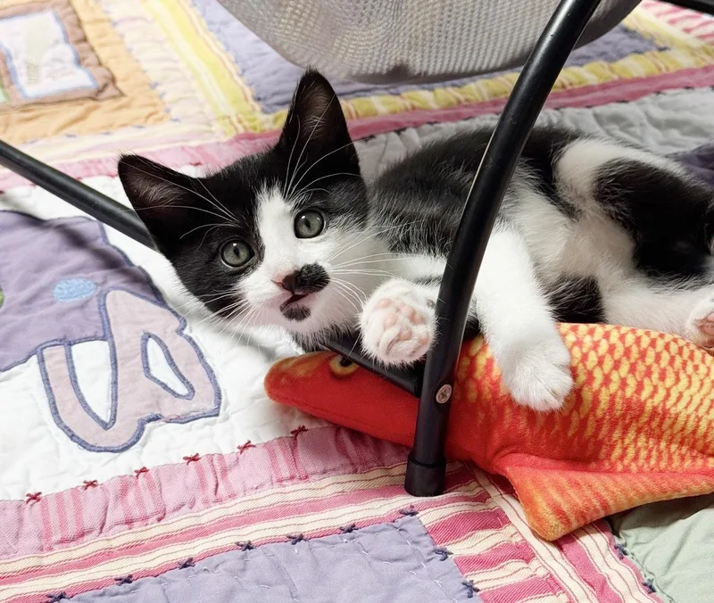 A baby medium-sized female Tuxedo cat named Eva for adoption in Alameda, CA