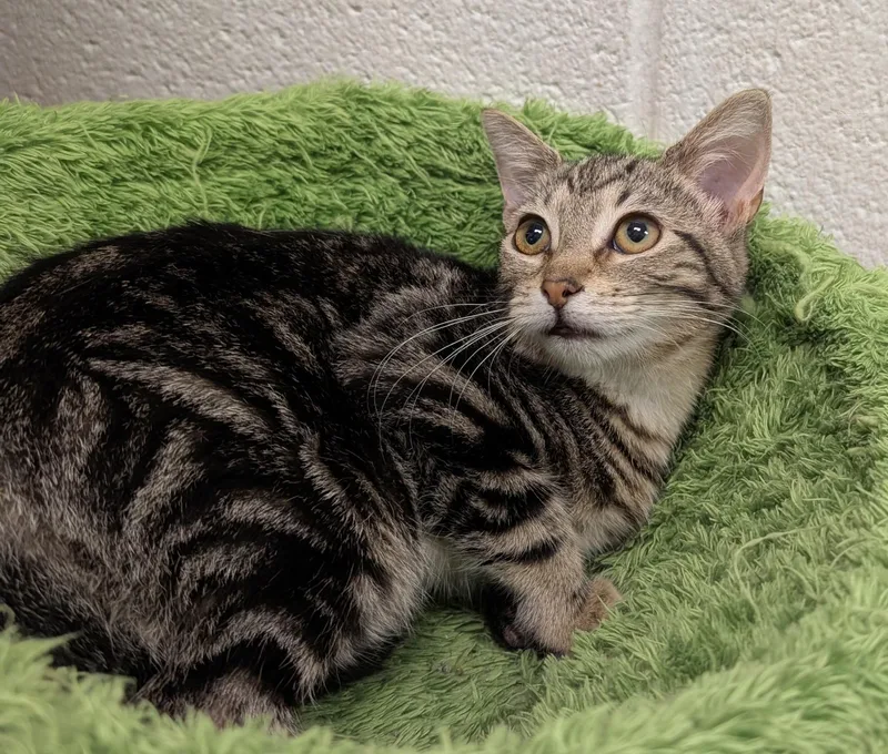 A baby medium-sized male Tabby (Gray / Blue / Silver) Domestic Short Hair cat named Nettle for adoption in Smithfield, NC