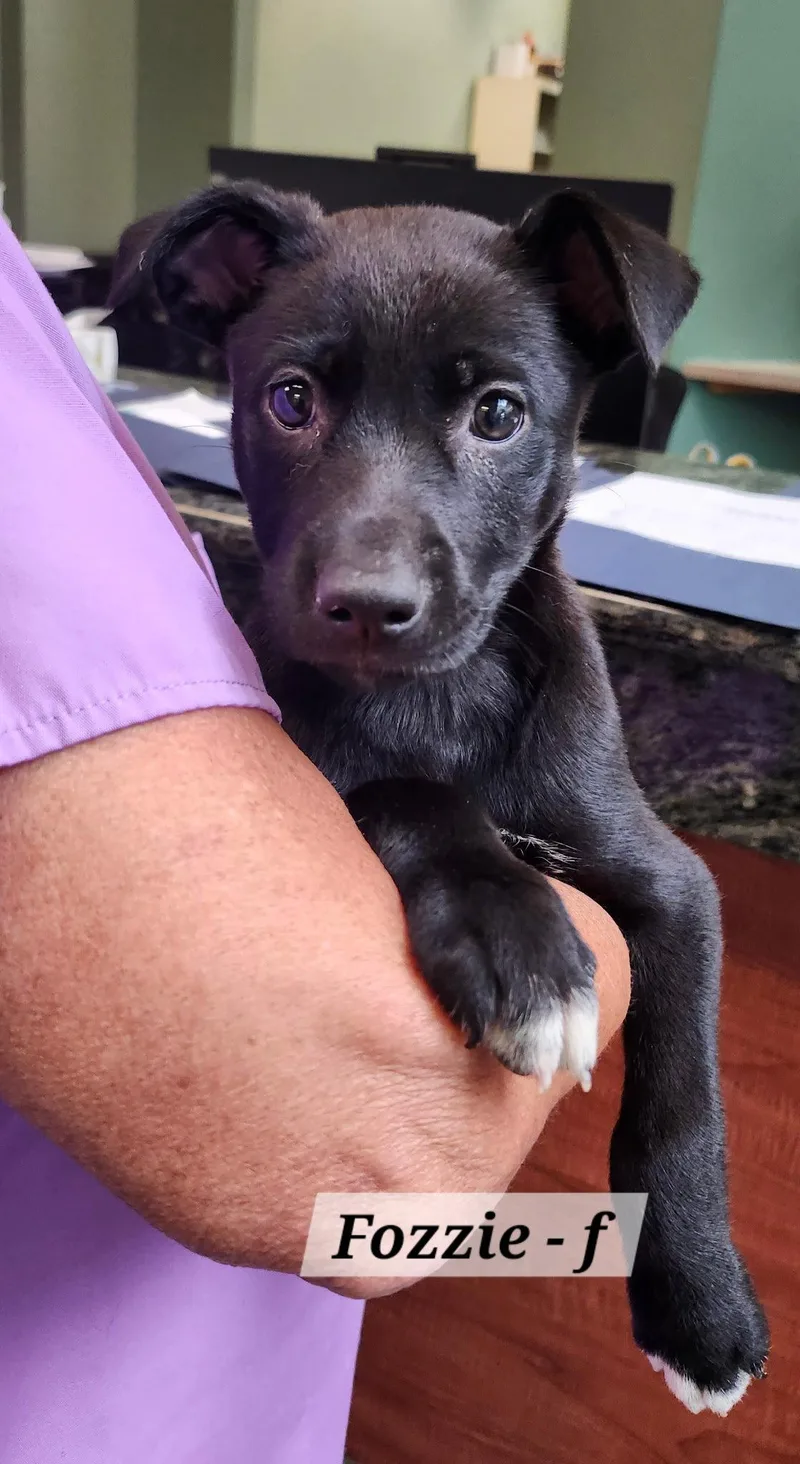 A baby medium-sized female Labrador Retriever dog named Fozzie for adoption in Hillside, IL